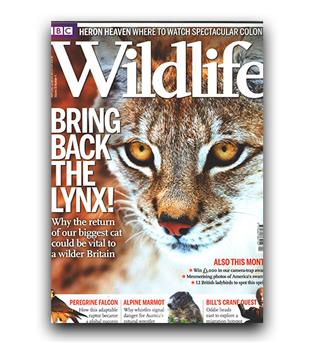 مجلات انگلیسی wildlife lynx (سیاه گوش)