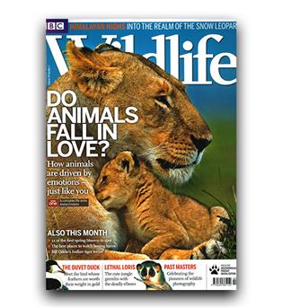 مجلات انگلیسی wildlife love (عاشق شدن حیوانات) 